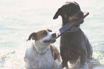 Two dogs playing in the ocean with stick