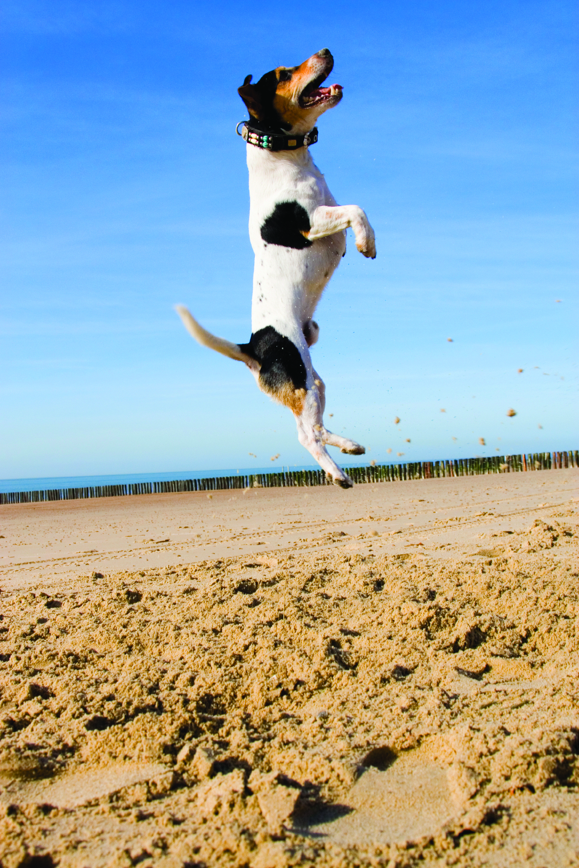 jumping dog on the beach
