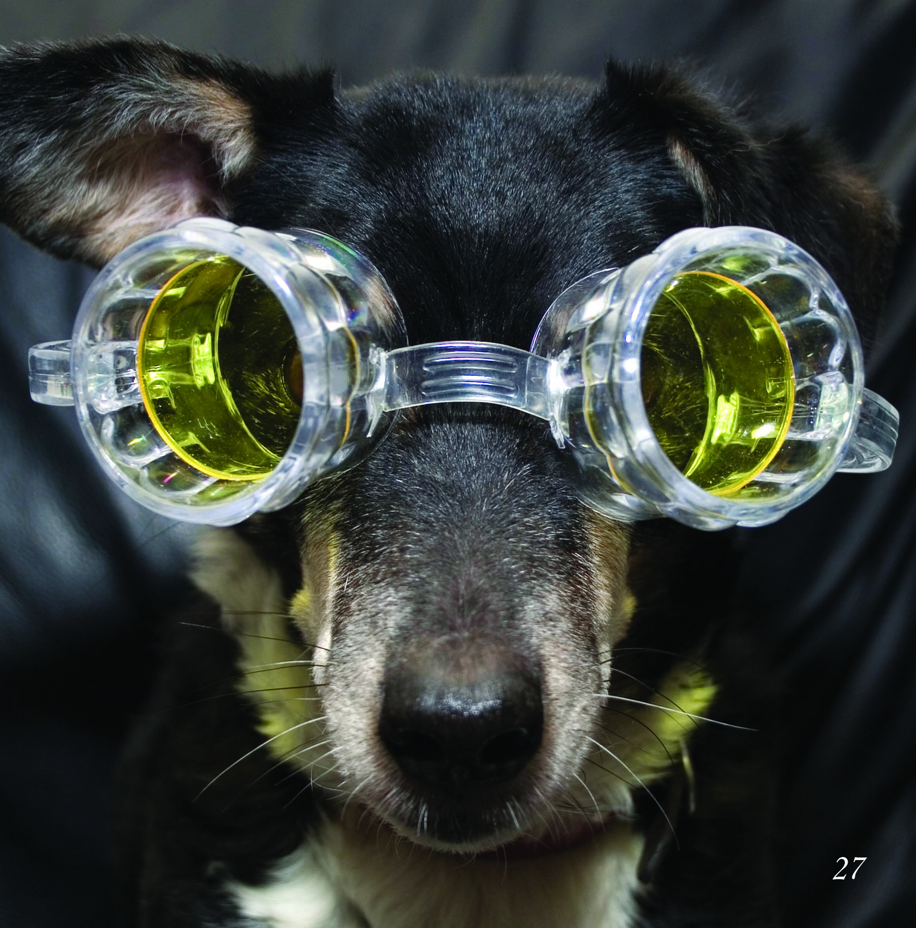 dog with googles