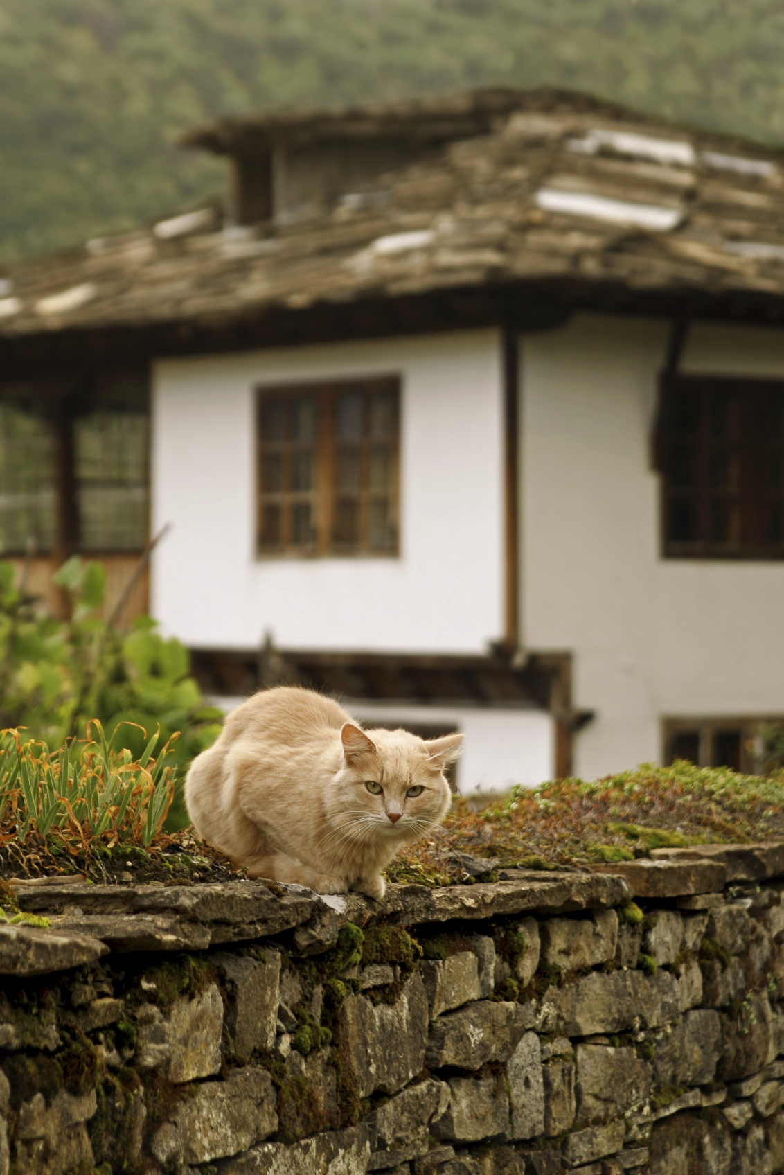 cat outside in a yard on a stone fence