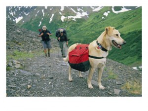 dog-hike-300x225