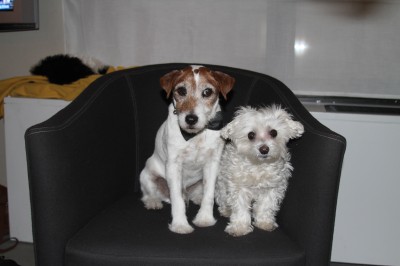 Uggie&Lucky