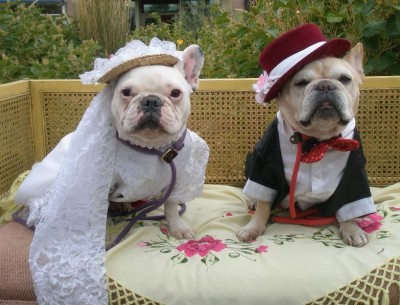 wedding dresses for dogs