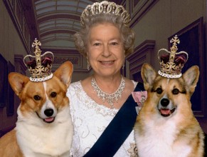 Her Majesty Queen Elizabeth II with two of her royal Welsh Corgis.