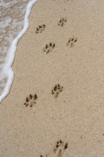 Dog-Footprints-image