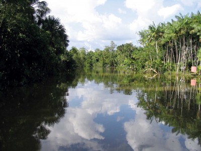 Amazon Rainforest