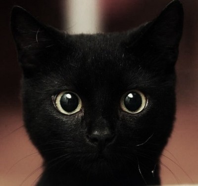 black-cat-cute-gabife-gato-igottapeenow.tumblr.com-Favim.com-87121_large