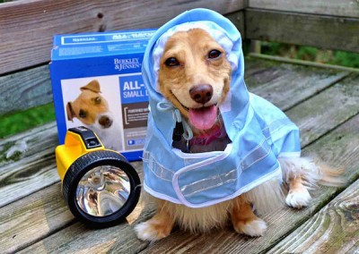 Ten things for your dog to do During Hurricane Sandy!