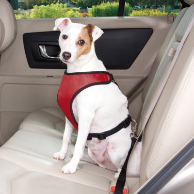 white dog red_car_harness