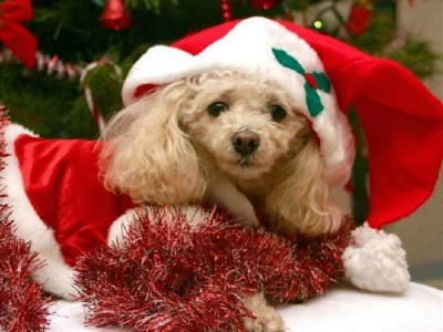 Cute Dog in Santa Outfit