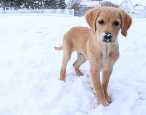 cute-dog-puppy-snow-favim-com-436771