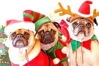 Holiday dogs Christmas costumes 