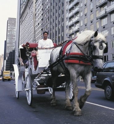 NYC Carriage Horses