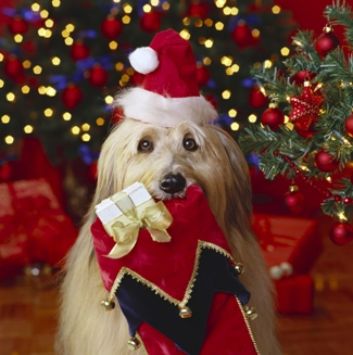 Tips to keep your furry friends safe during the Holidays!