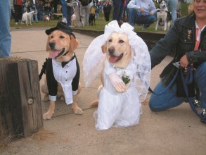 Doggie Chapel