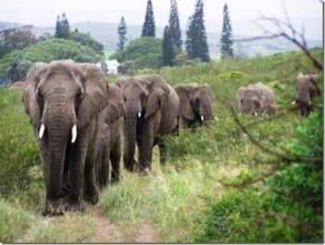 Elephants Marching