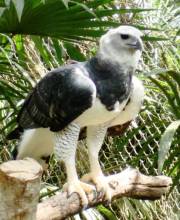 Harpy Eagles are an endangered species due to habitat destruction. 
