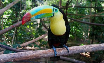 Keel-billed Toucans are also know as the rainbow billed toucan.