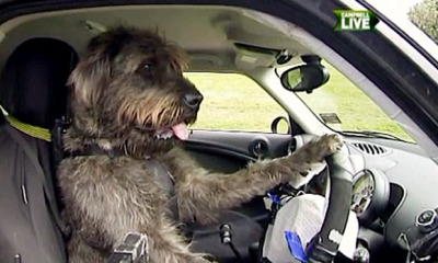 New Zealand Dog Drives Car