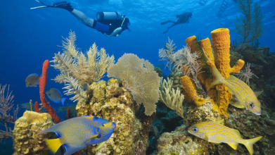 Researchers have found that only 10% of the Belize Barrier Reef wildlife has been discovered! 