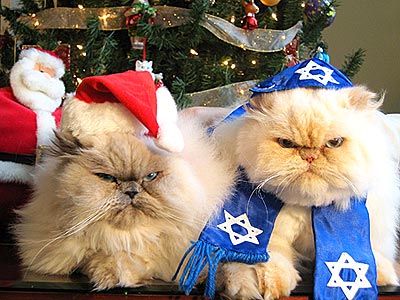 cat jewish