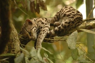 A Belize jaguar relaxing in the wild.