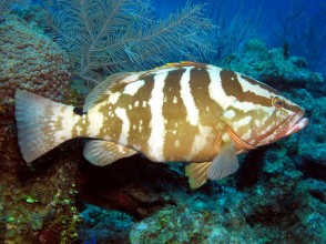 A Nassau Grouper weighs  over 50 lb. and is one of the largest fish of the reef. 