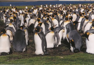 Penguins on Parade