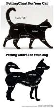 where to pet a cat dog