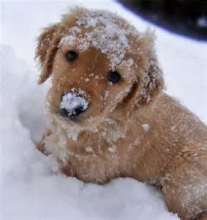 dog snow cute