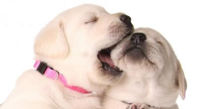 puppy kiss cute
