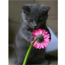 Kitten flower