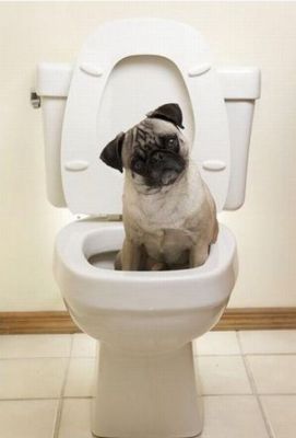 funny dog toilet