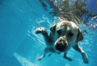 dog-pool