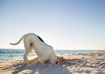 dog beach funny