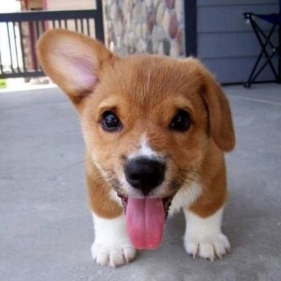 Funny dog ear tongue