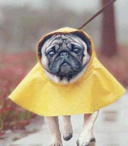 Rain dog cute raincoat