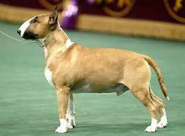 Rufus the Bull Terrier, winner of Westminster 2006