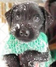 snow winter puppy