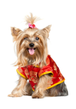 cute yorkie chinese china dog