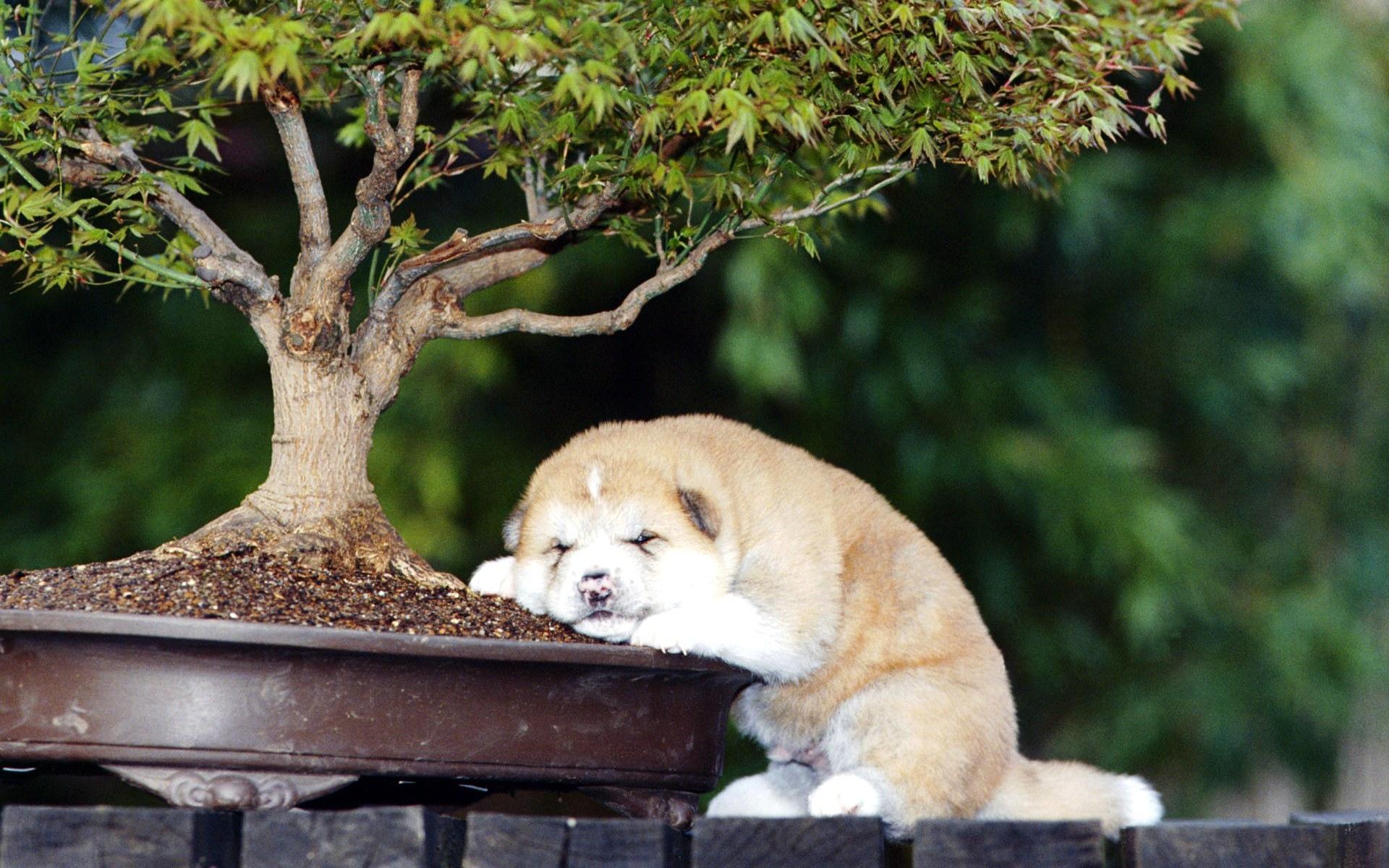 feng shui bonsai dog cute