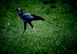 A regal African secretary bird ambles through the grasslands