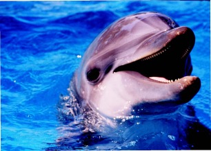 AF PG 84 dolphin smiling