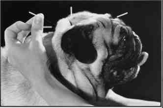acupuncture dog pug