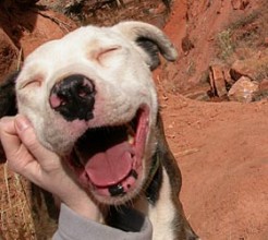 dog happy smiling