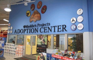 maddie adoption center san francisco