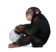 chimp_with_soccer_ball