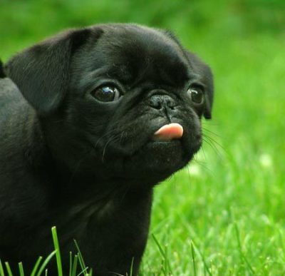 cute grass dog pug funny tongue