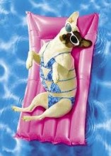 cute dog pool summer 