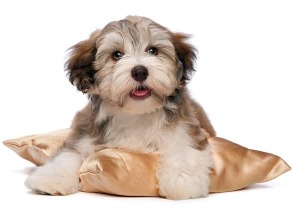 cute dog pillow